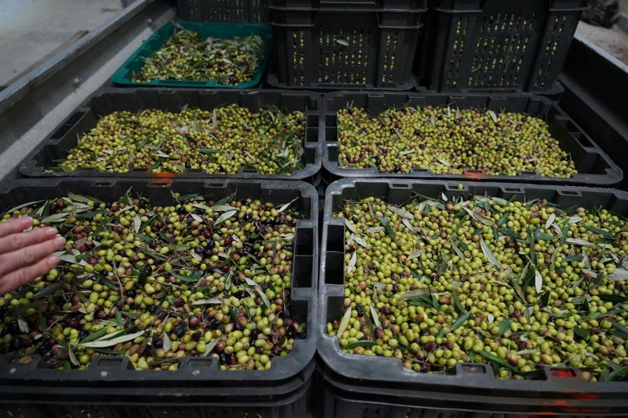 Close-up of crates with olives at Yennima Yis|